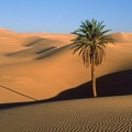 Lone Palm, Sahara Desert